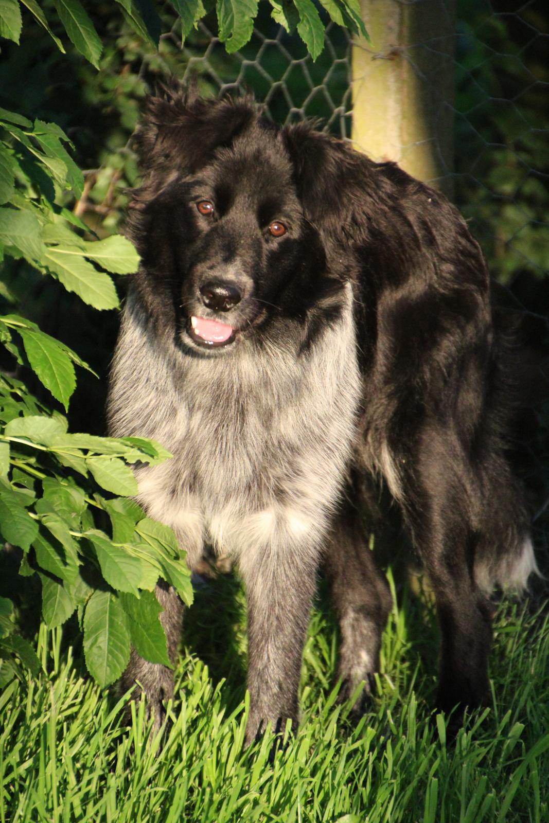 Blanding af racer Ellie billede 9