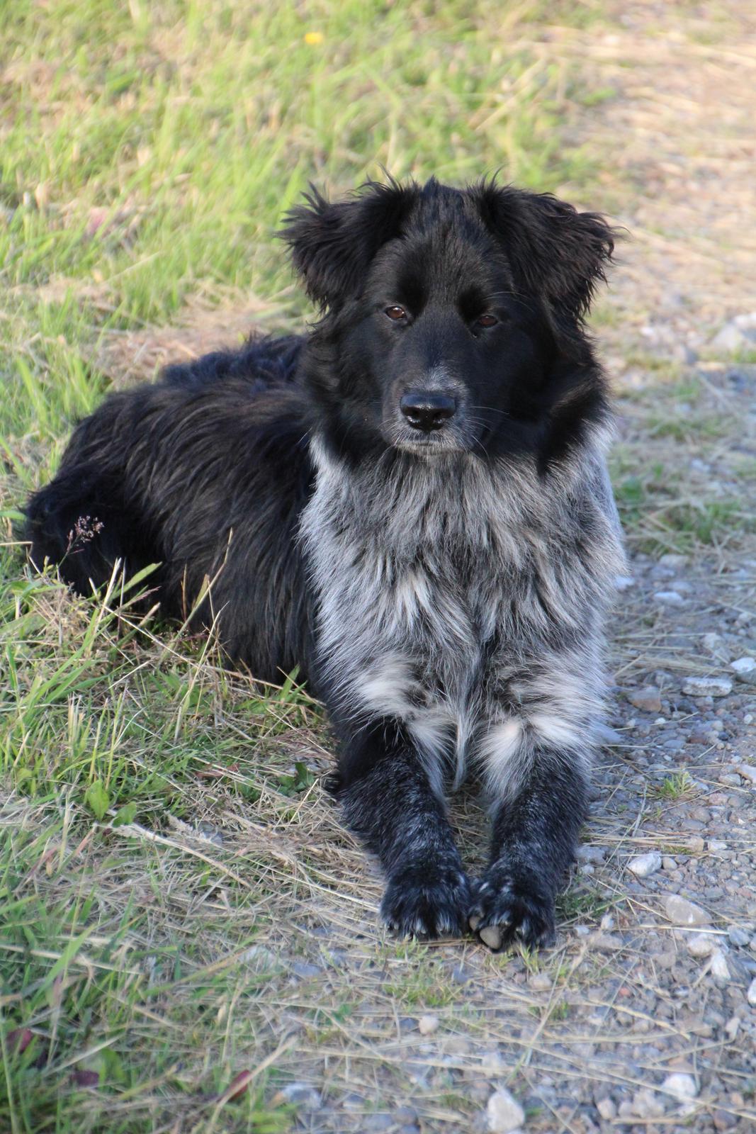 Blanding af racer Ellie billede 5