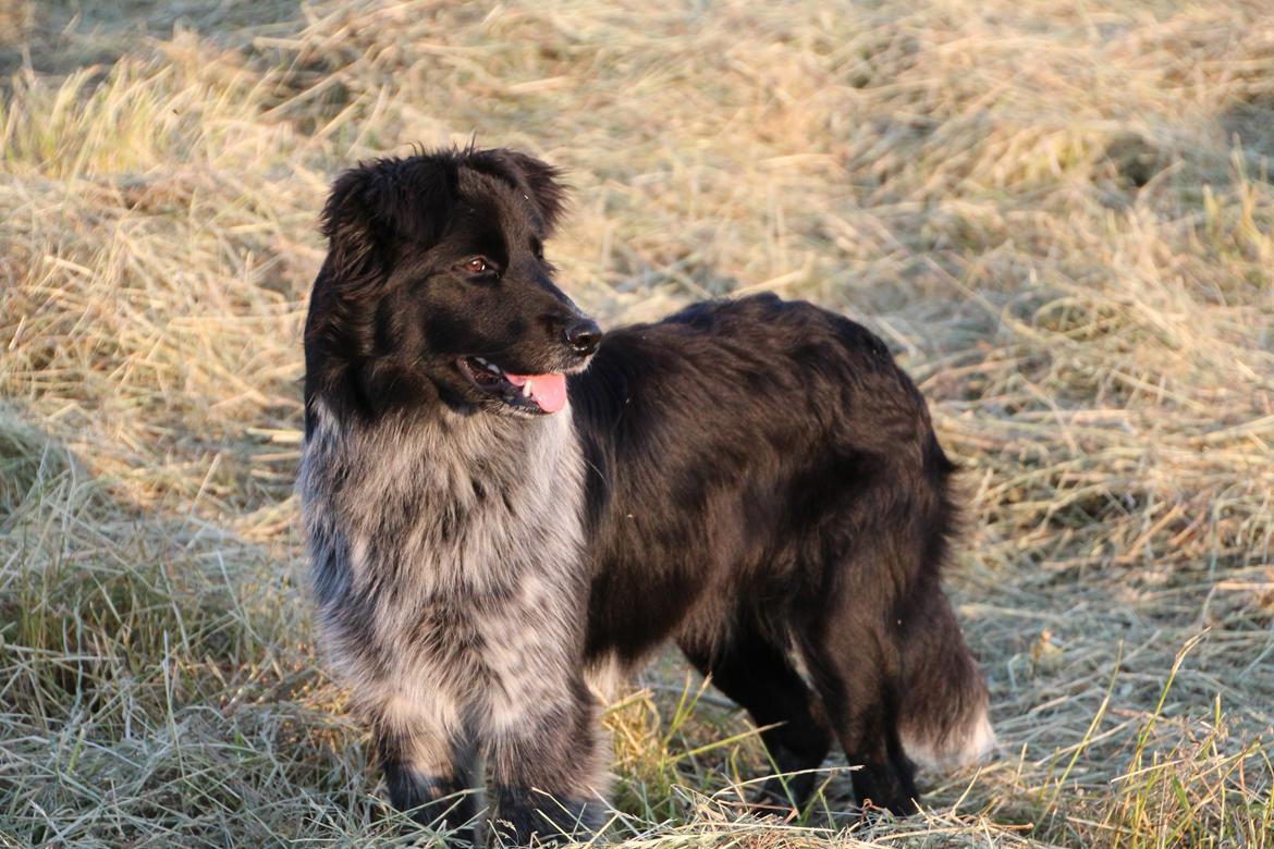 Blanding af racer Ellie billede 1