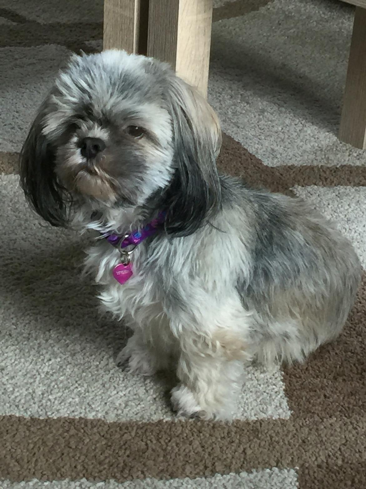 Lhasa apso Mountain High´s Selma billede 11