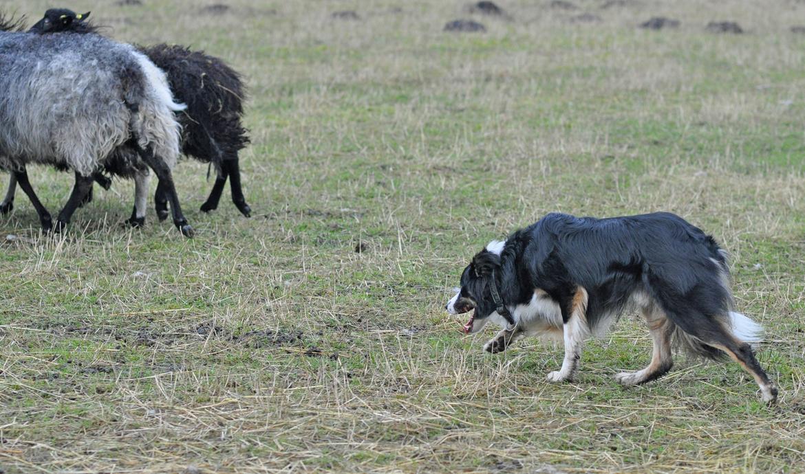 Border collie Krauholt Talented Yoda billede 5