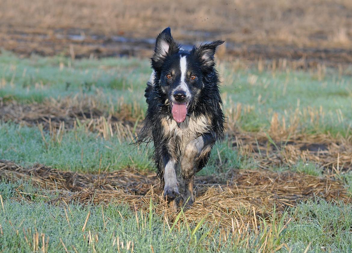 Border collie Krauholt Talented Yoda billede 43