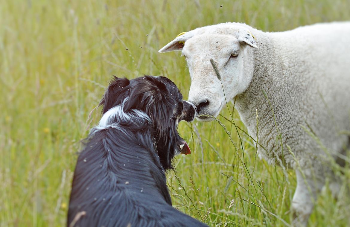 Border collie Krauholt Talented Yoda billede 2