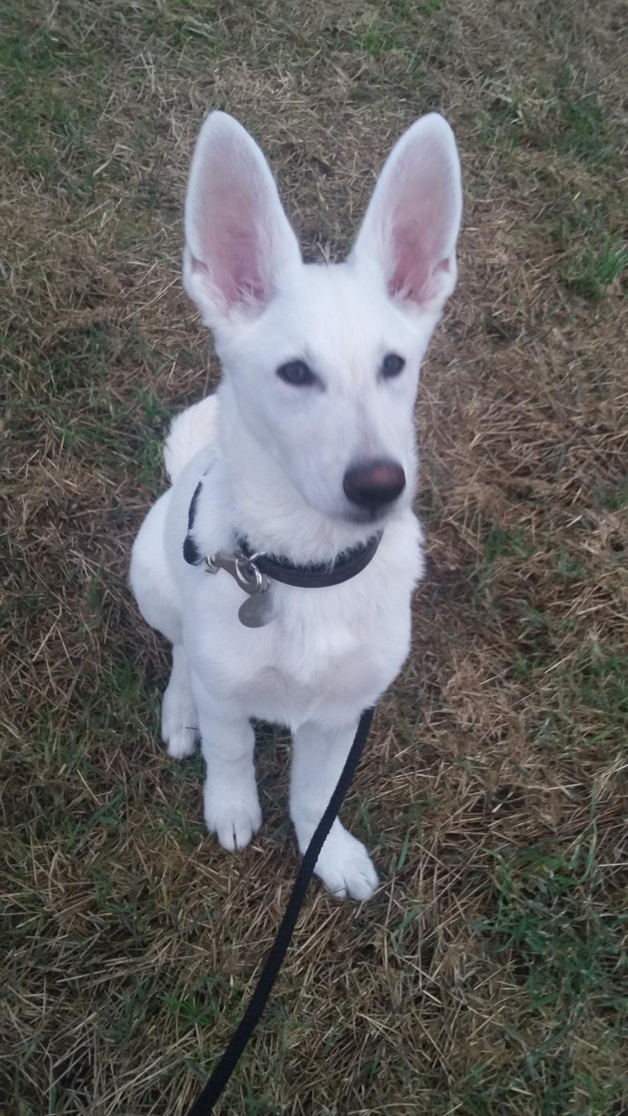 Hvid schæfer Simba billede 14