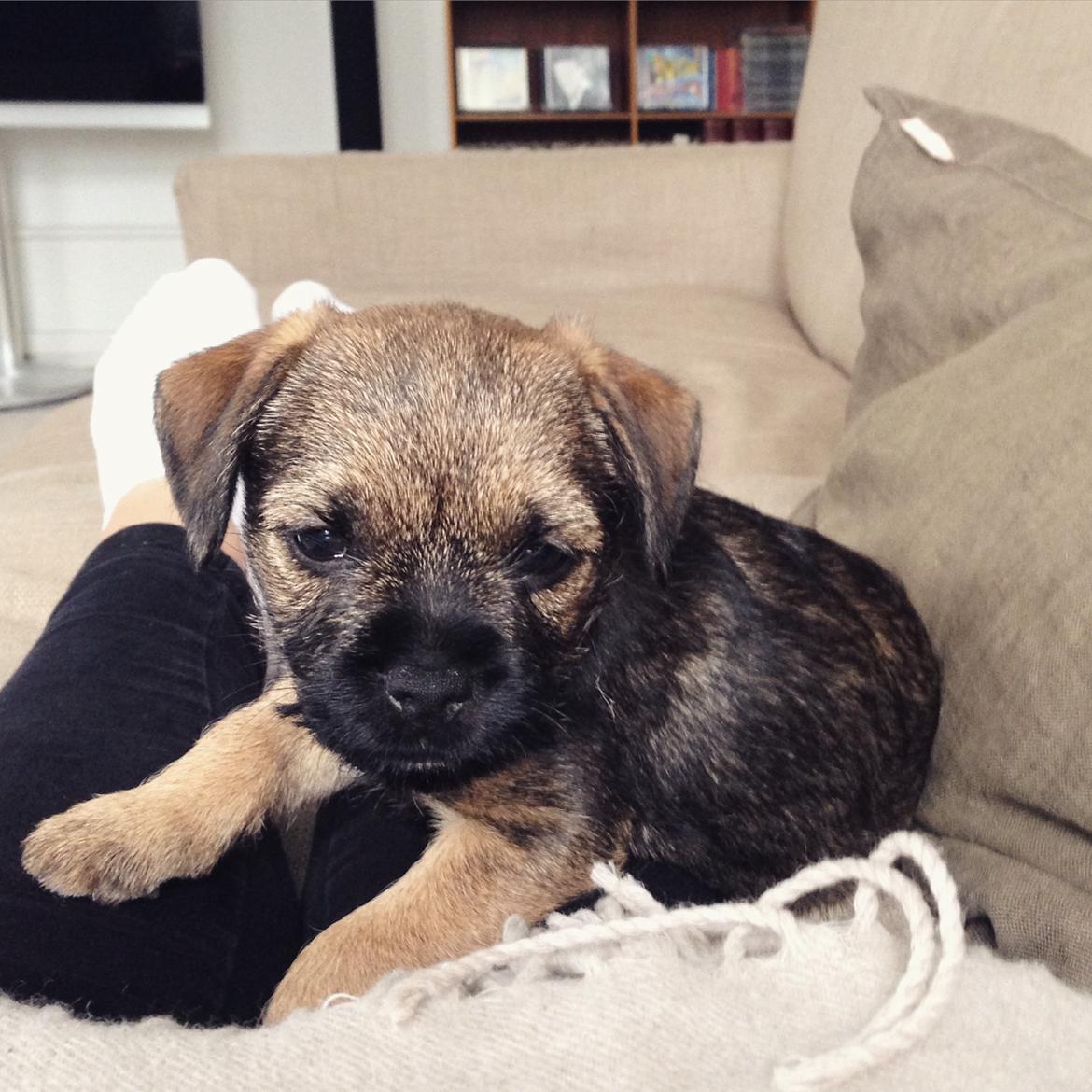 Border terrier Qaya billede 2