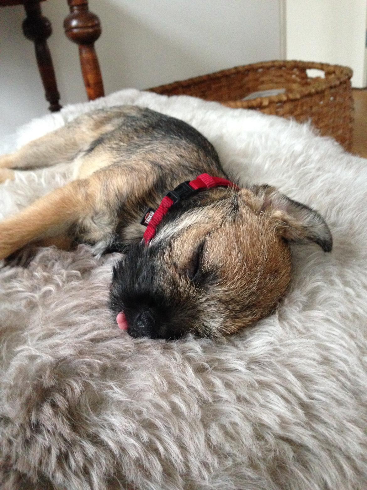 Border terrier Qaya billede 3