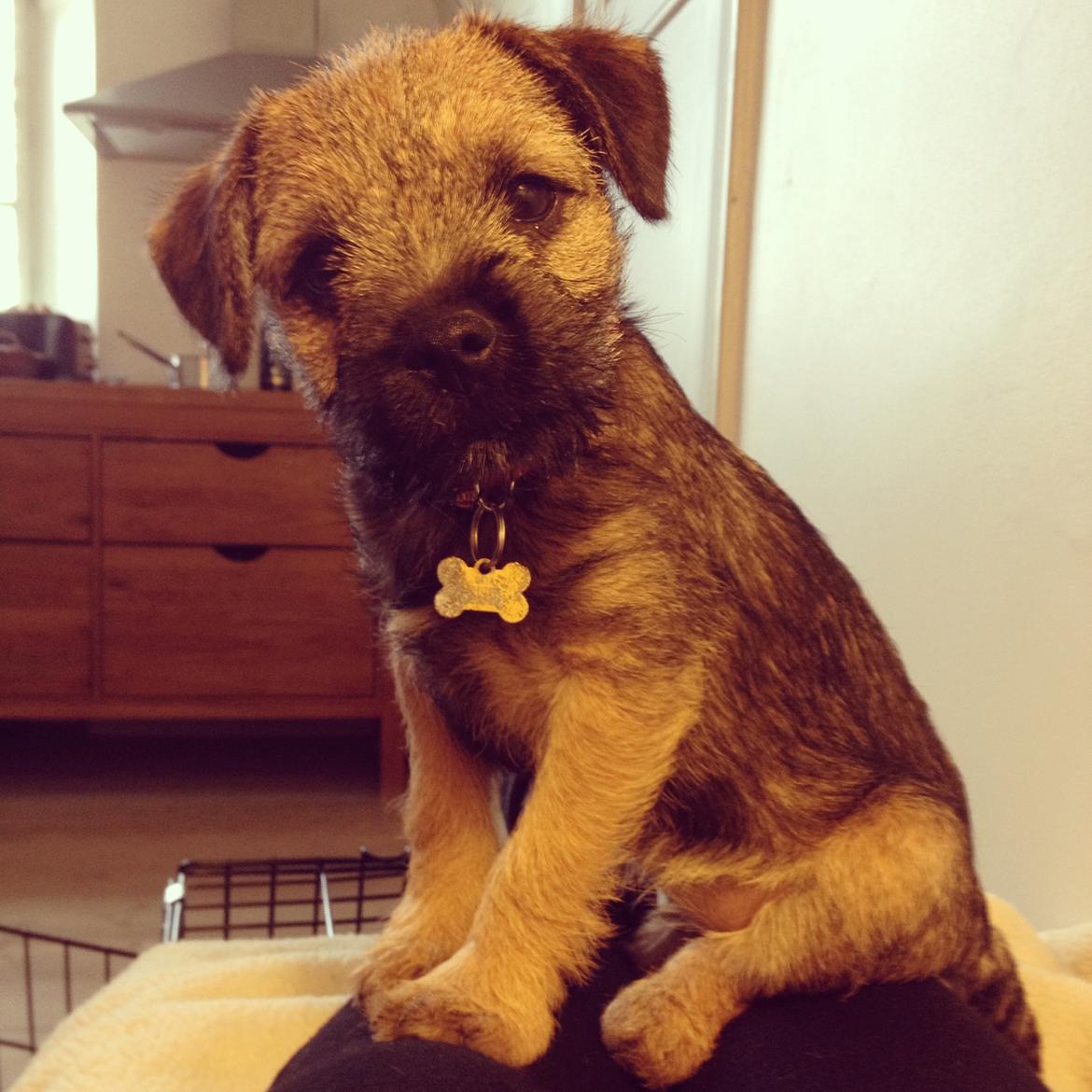 Border terrier Qaya billede 1