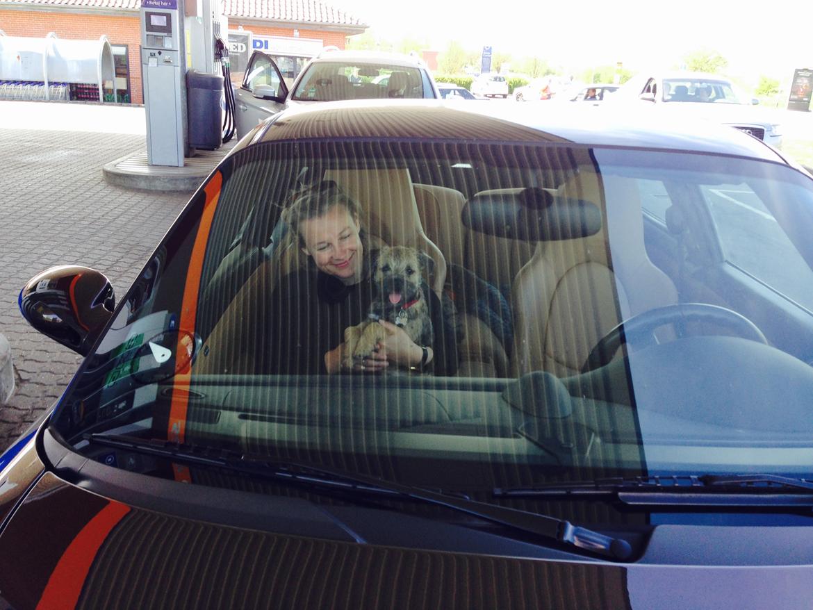 Border terrier Qaya billede 4