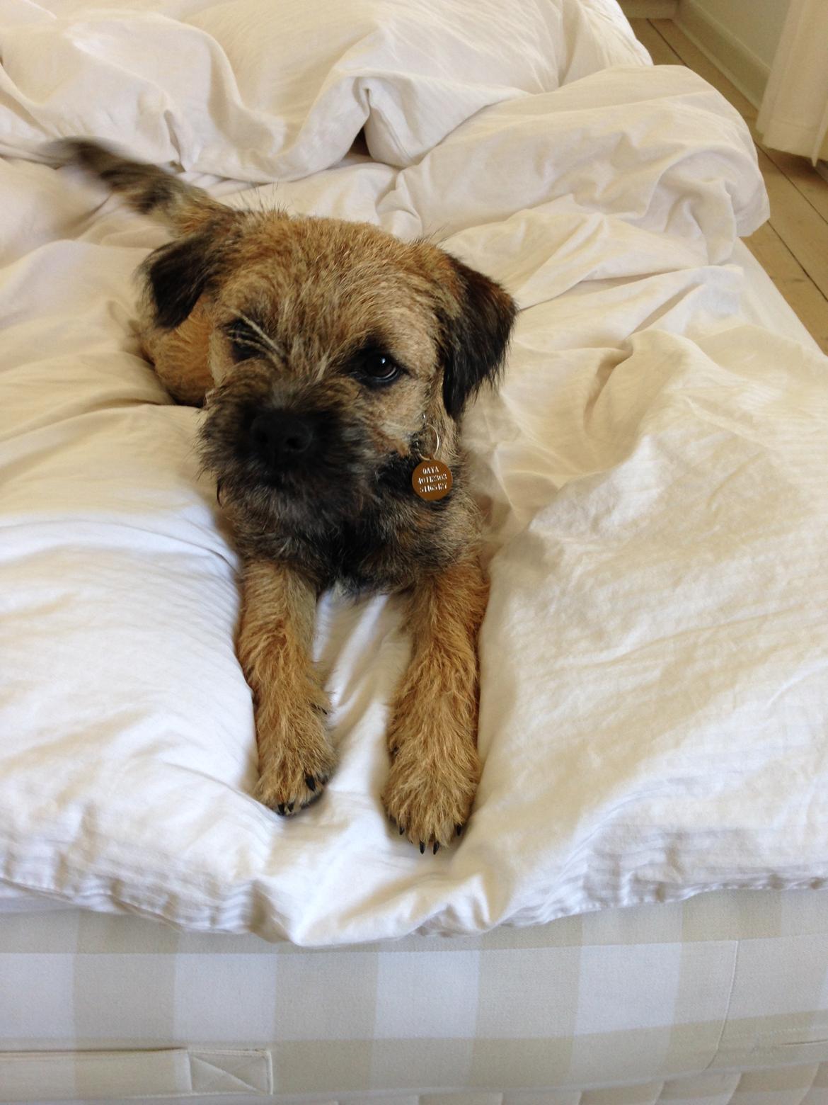 Border terrier Qaya billede 6