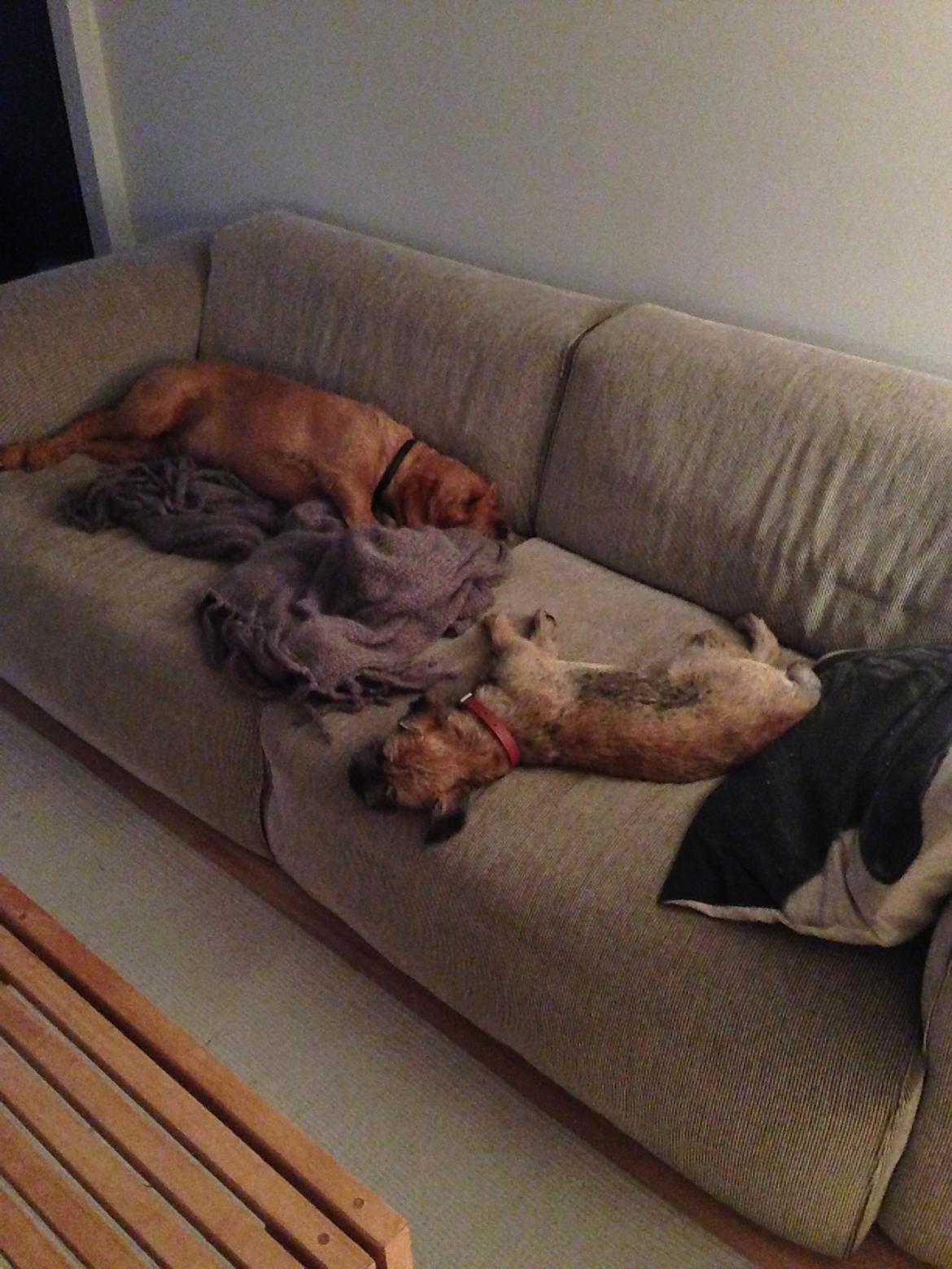 Border terrier Qaya billede 7