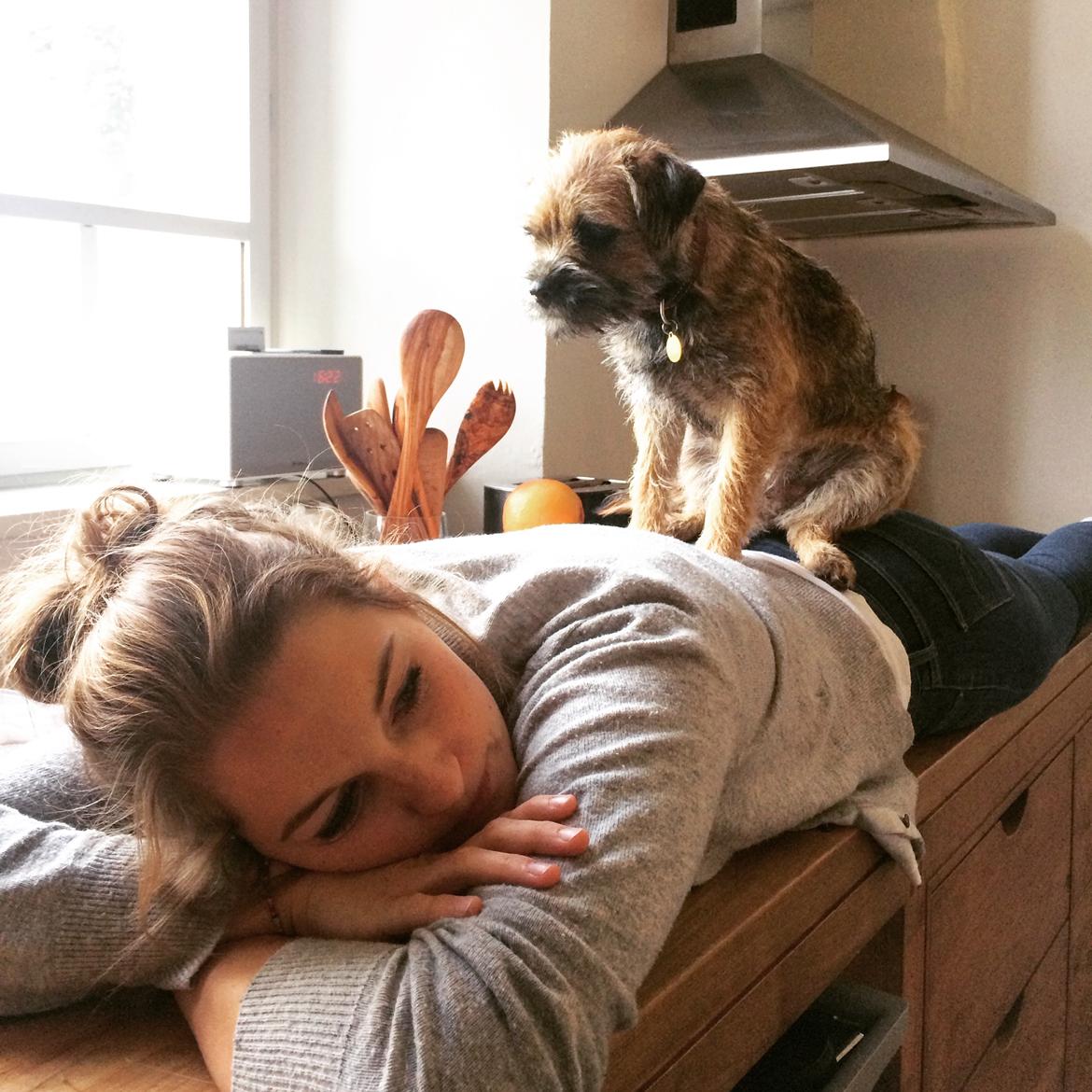 Border terrier Qaya billede 9