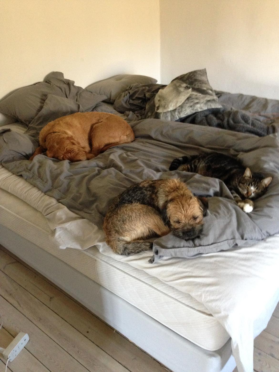 Border terrier Qaya billede 10