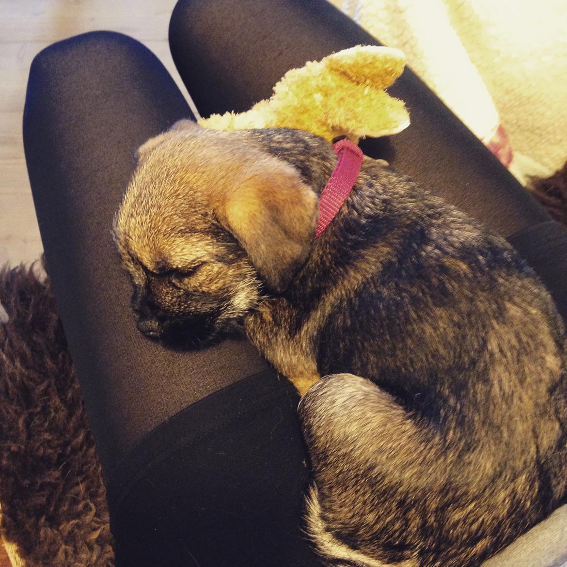 Border terrier Qaya billede 11