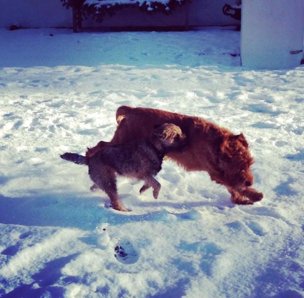 Border terrier Qaya billede 12