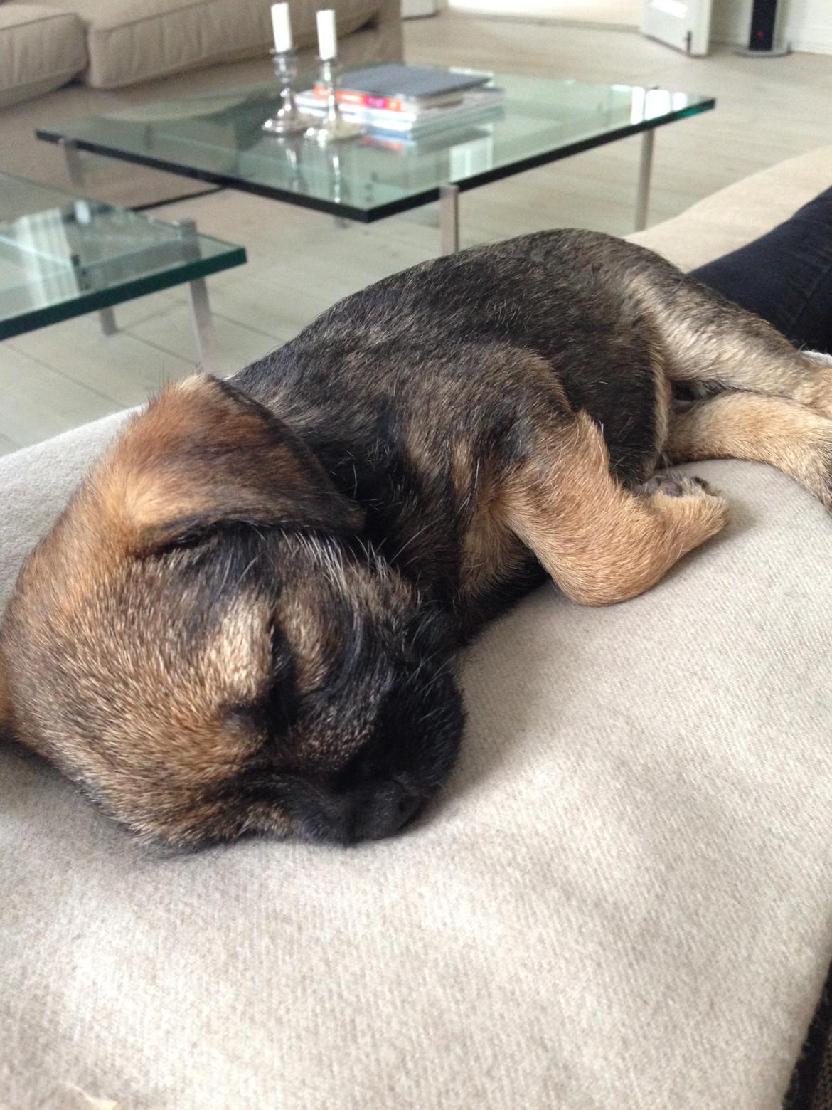 Border terrier Qaya billede 13