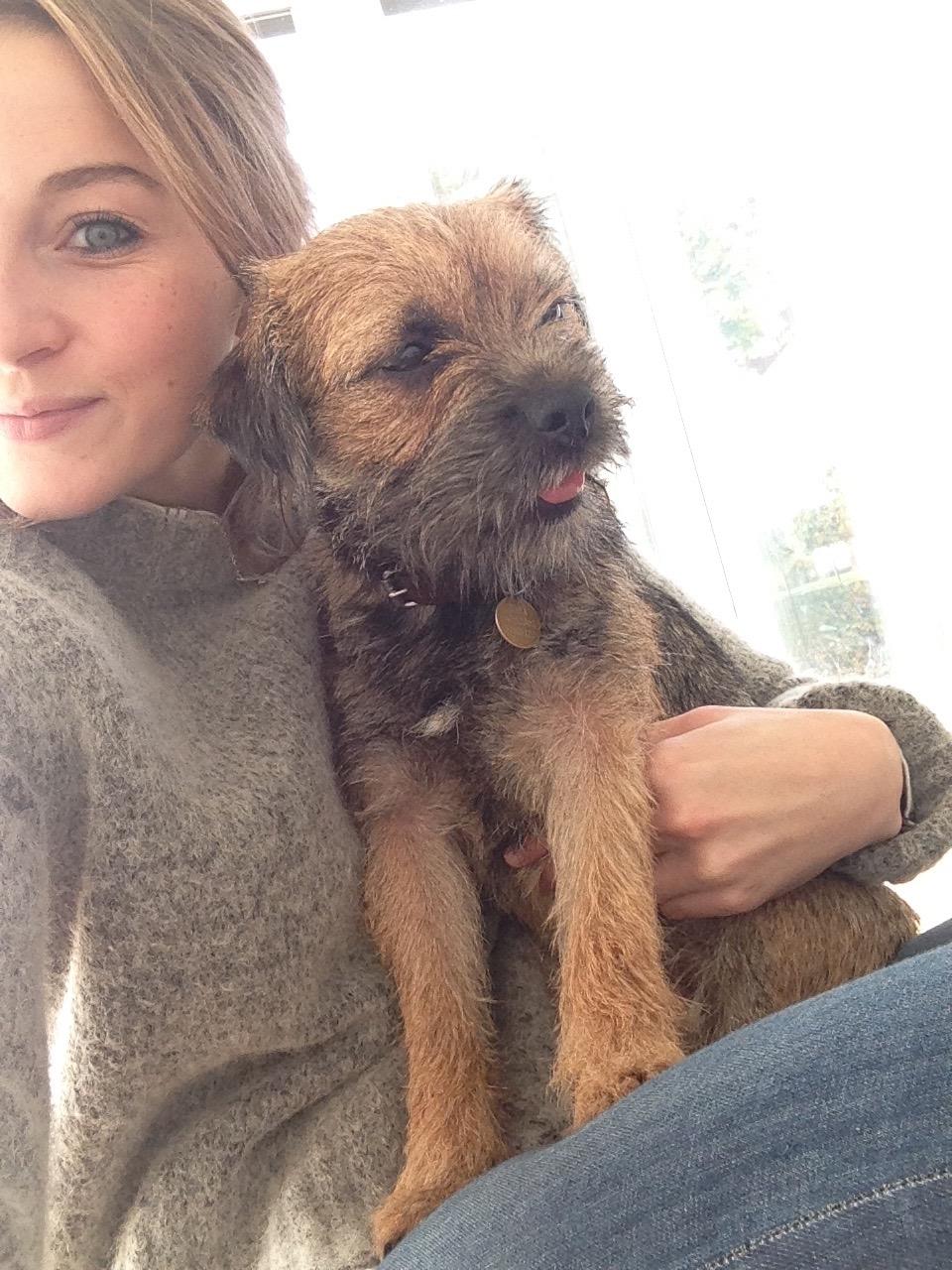 Border terrier Qaya billede 14