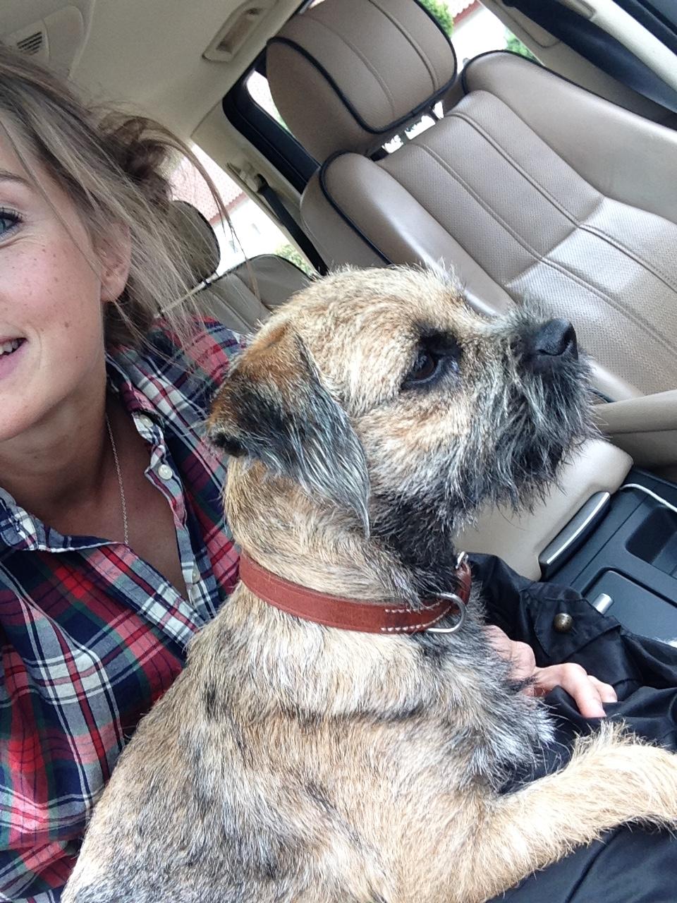 Border terrier Qaya billede 15