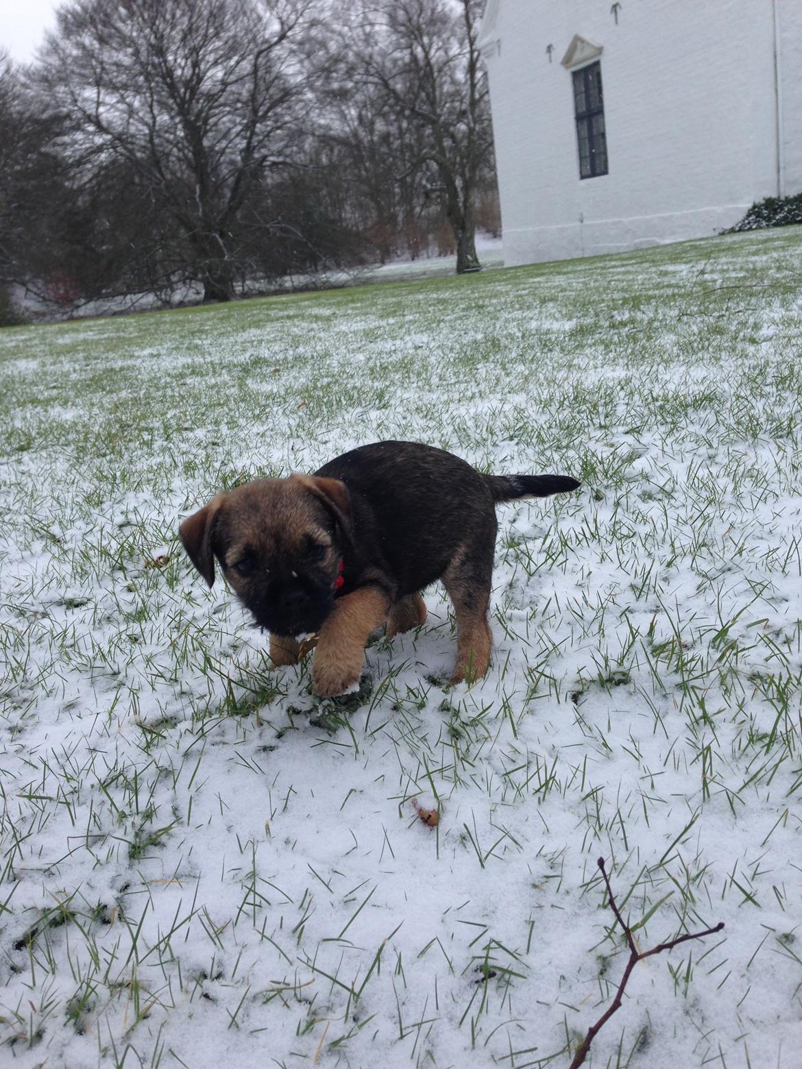 Border terrier Qaya billede 16