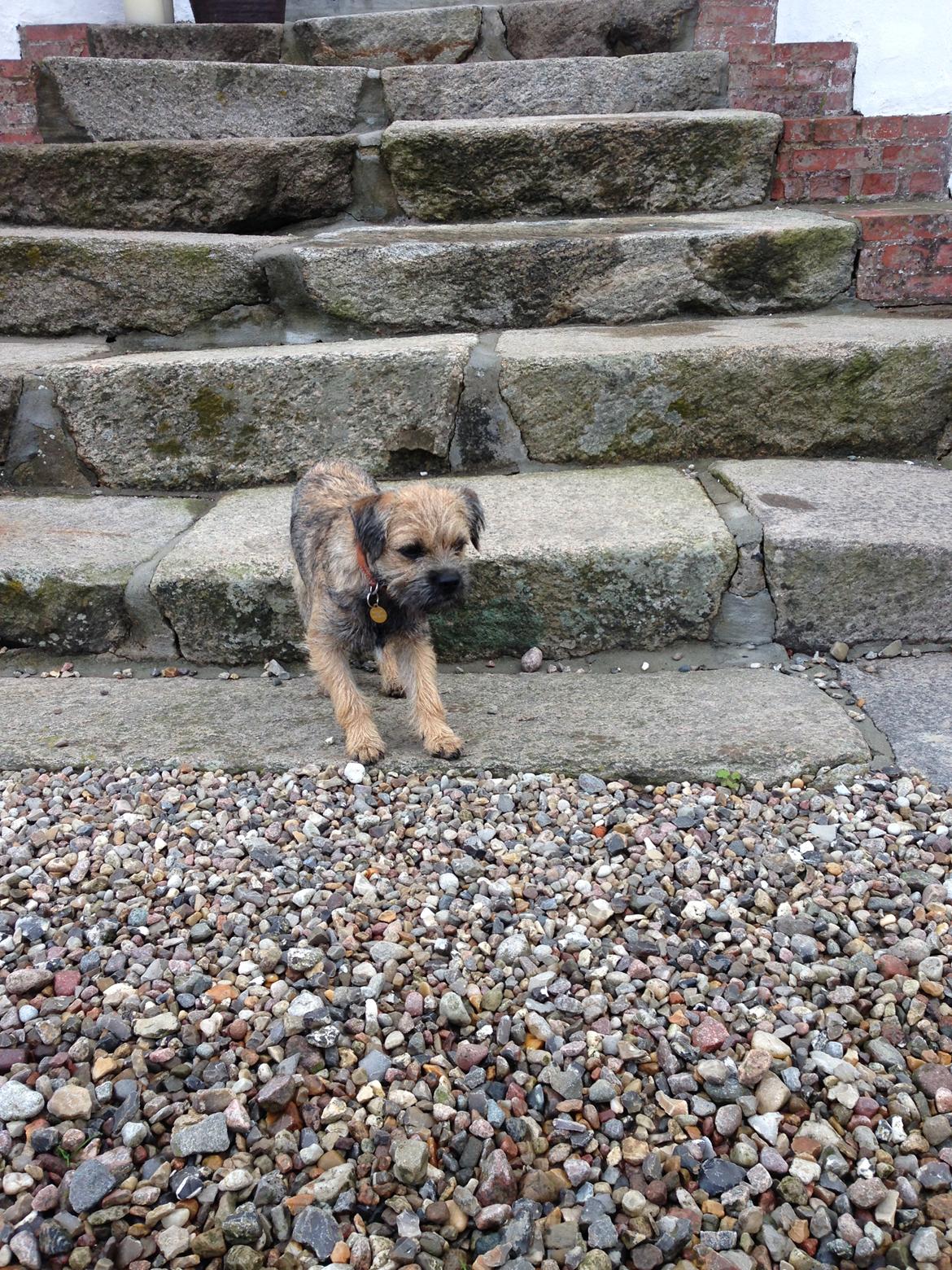 Border terrier Qaya billede 17