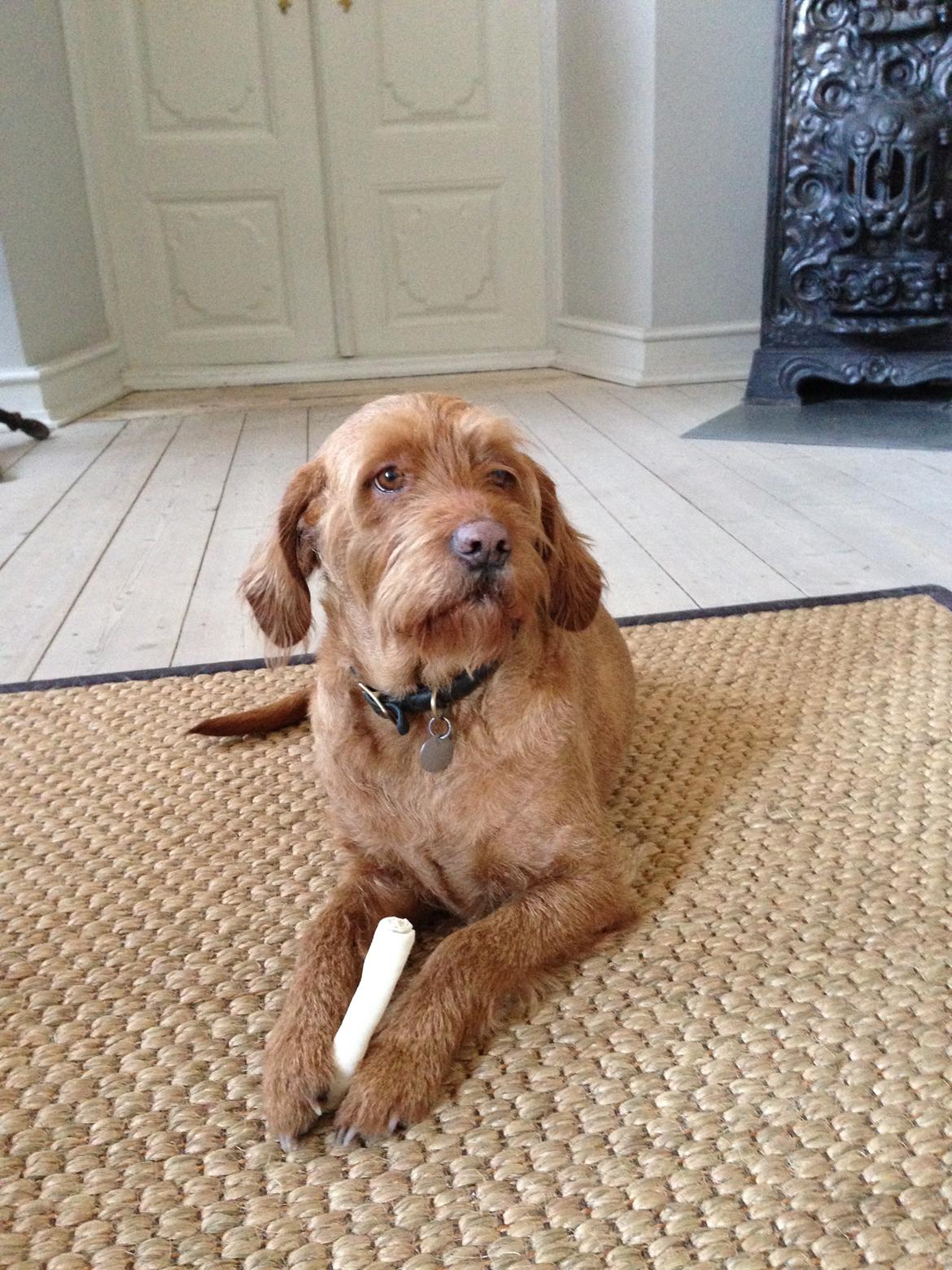 Basset fauve de bretagne Fendi billede 18