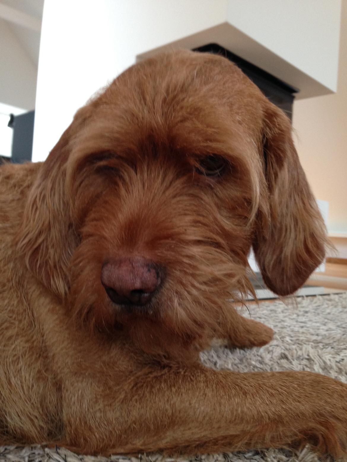 Basset fauve de bretagne Fendi billede 19