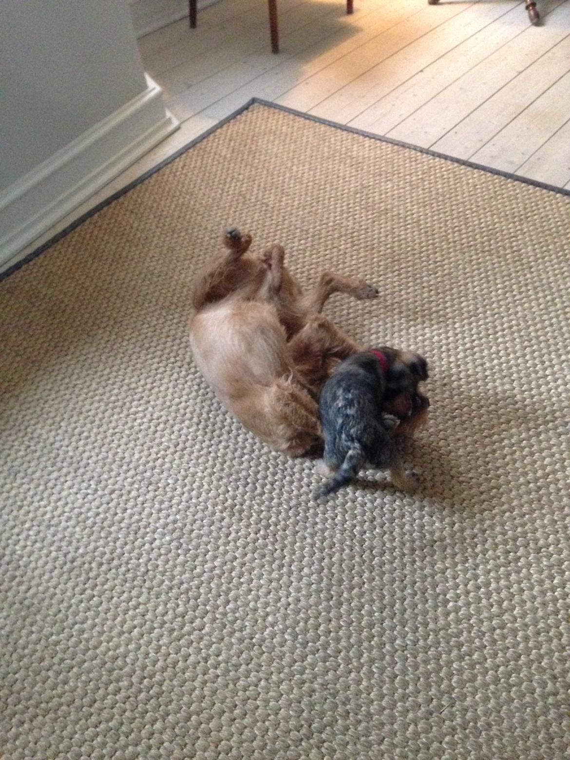 Basset fauve de bretagne Fendi billede 20