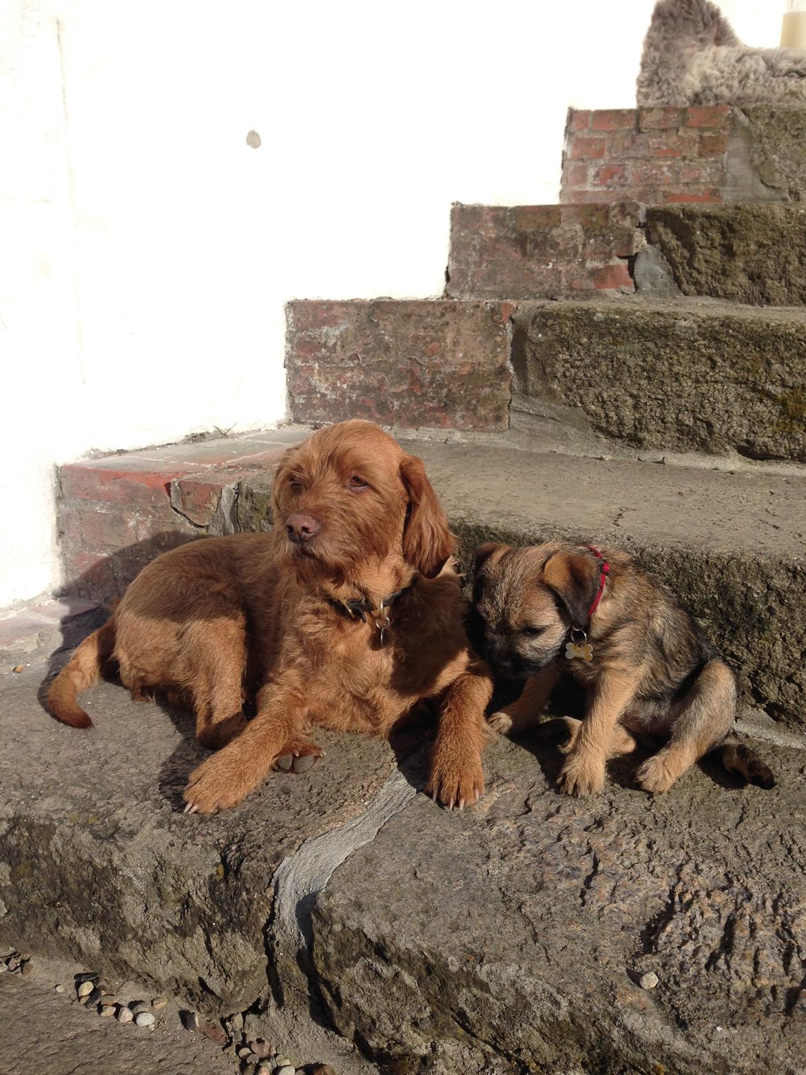 Basset fauve de bretagne Fendi billede 21