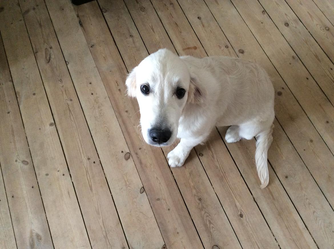 Golden retriever Ray billede 6