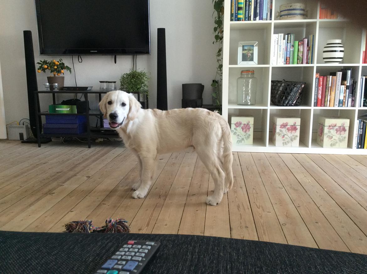 Golden retriever Ray billede 8