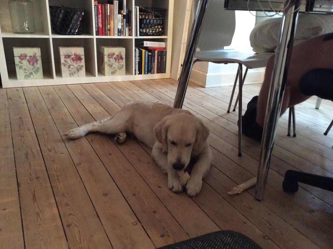 Golden retriever Ray billede 9