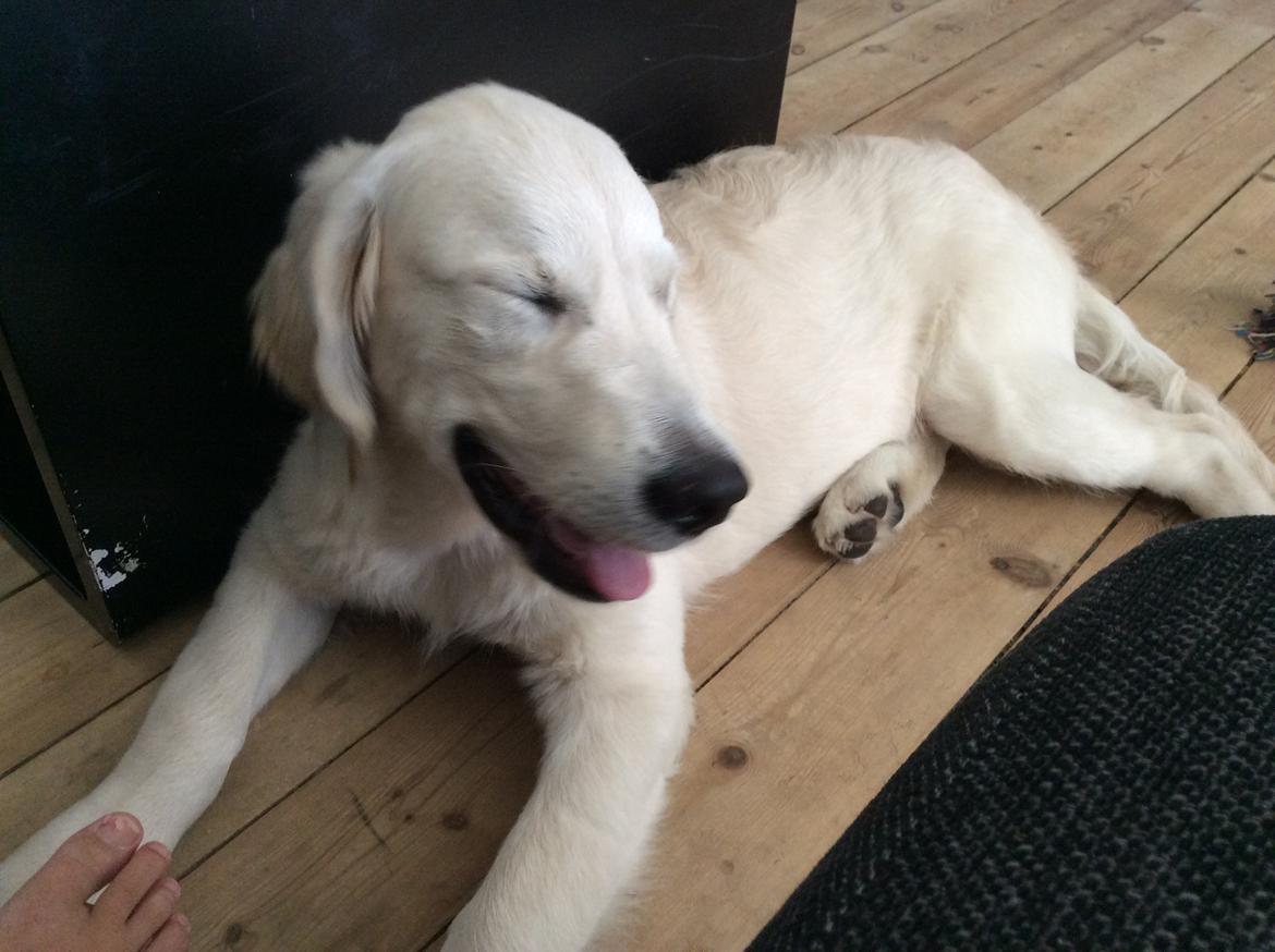 Golden retriever Ray billede 7