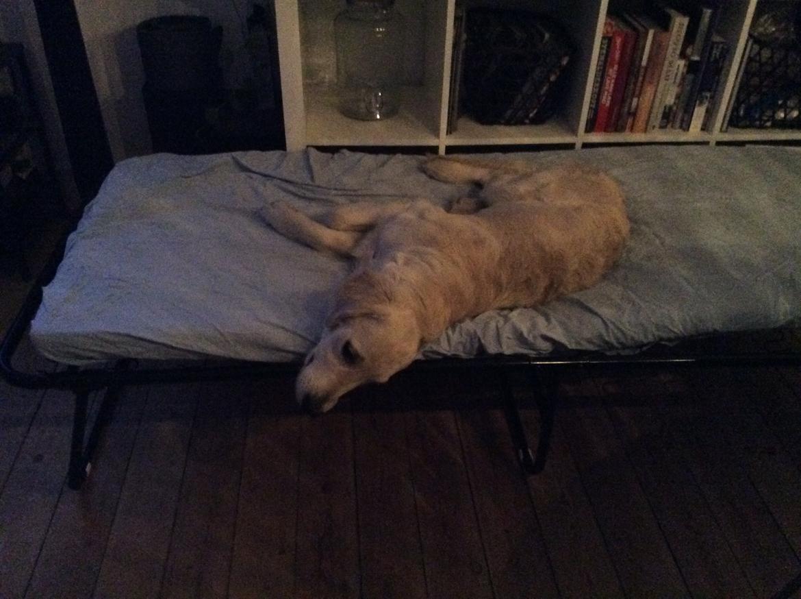 Golden retriever Ray billede 10