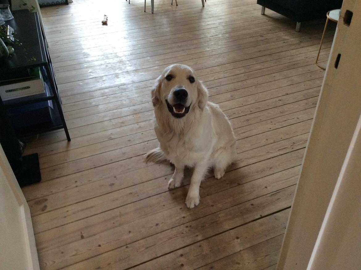 Golden retriever Ray billede 11