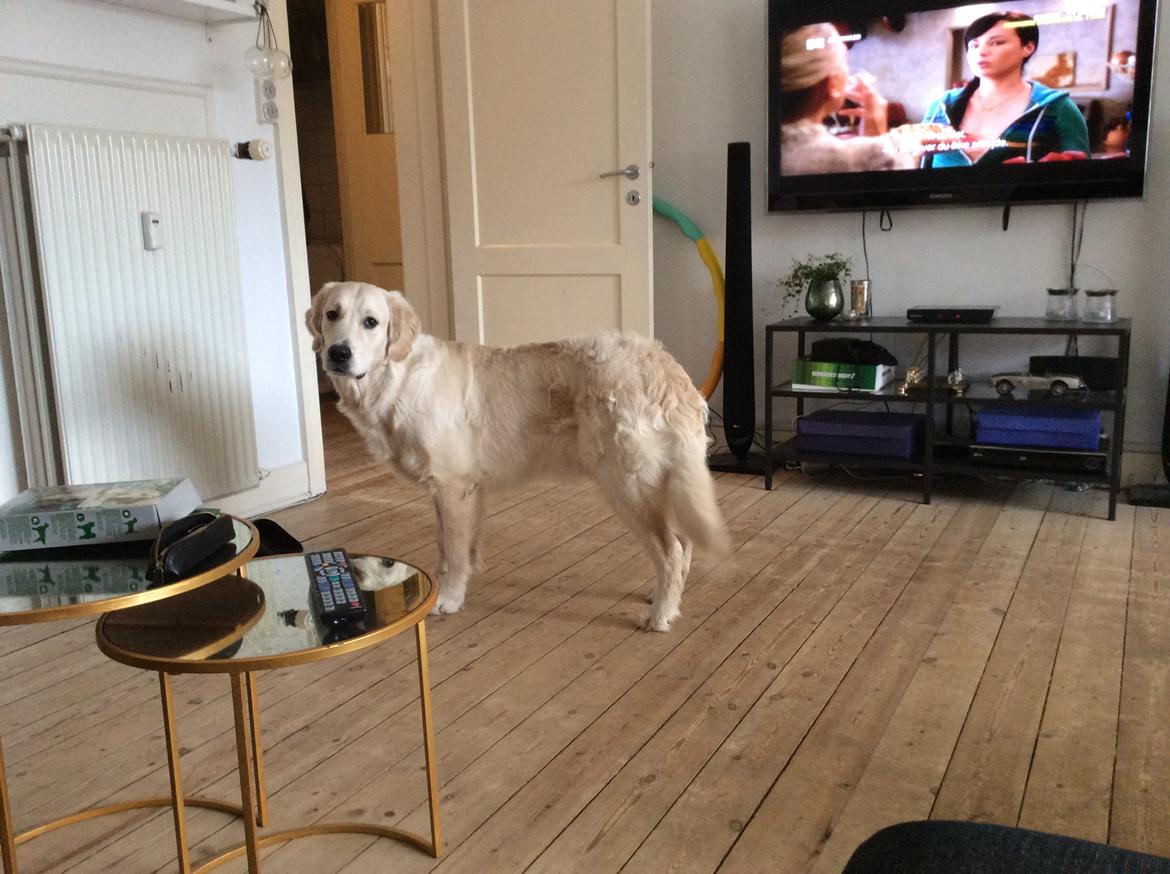 Golden retriever Ray billede 13