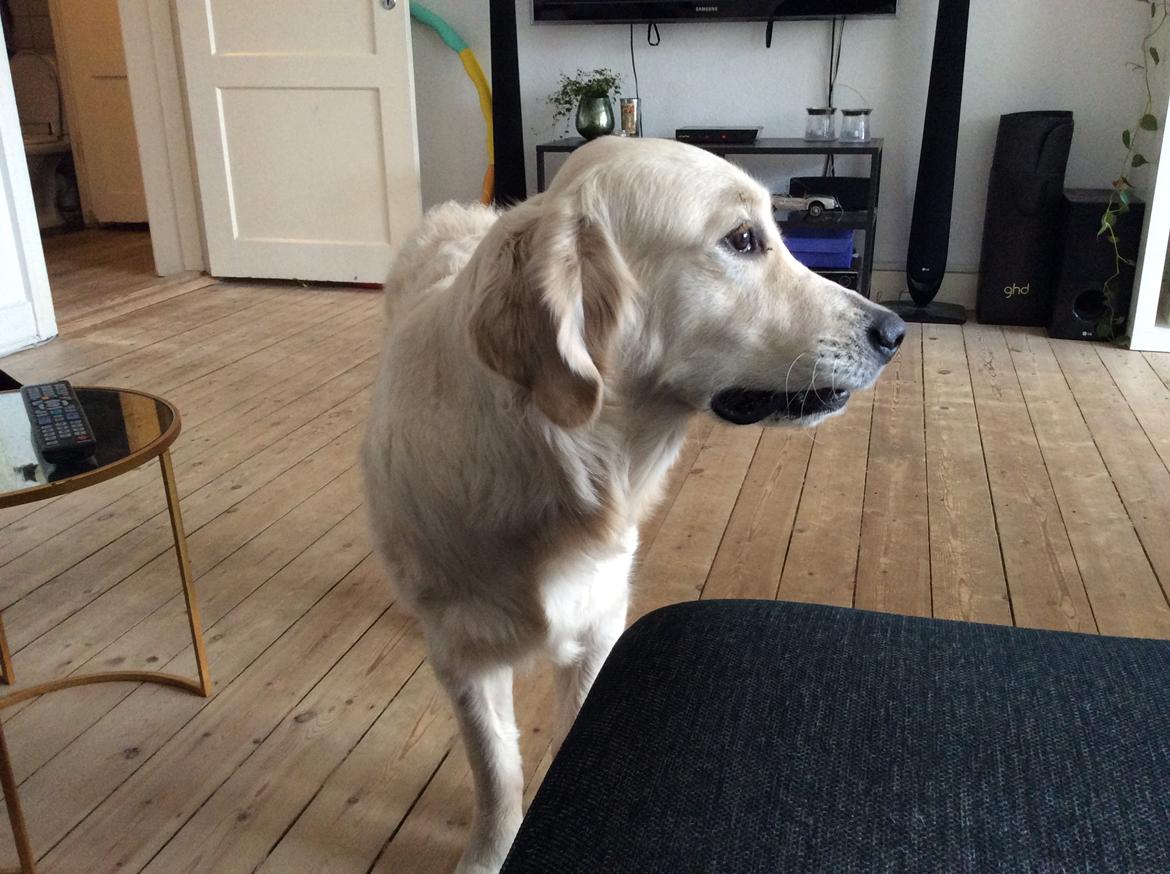 Golden retriever Ray billede 12