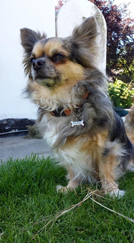 Chihuahua Feifel Mouskewitz - Feifel 3 år  billede 1