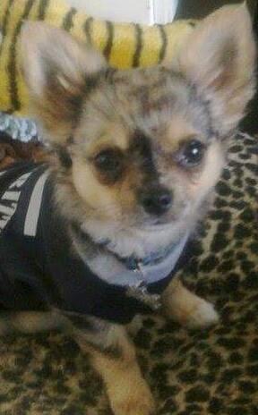 Chihuahua Feifel Mouskewitz - feifel 13 uger billede 2