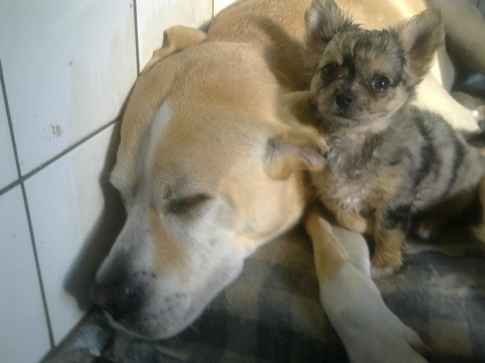 Chihuahua Feifel Mouskewitz - Feifel 8 uger og allerede forelsket i storebror billede 3