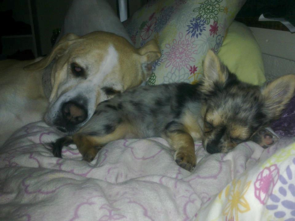 Chihuahua Feifel Mouskewitz - Feifel og Coco putter billede 5