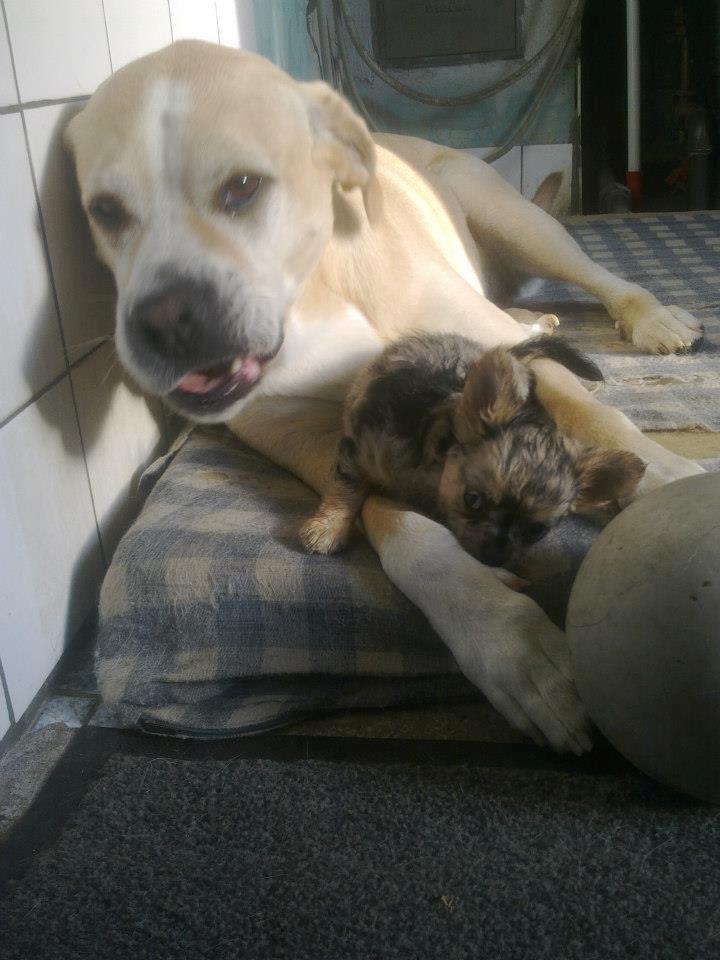 Chihuahua Feifel Mouskewitz - Der er ikke noget bedre at sutte på Coco's sure poter billede 6