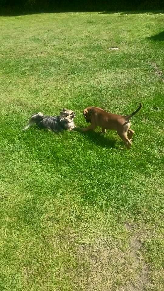 Chihuahua Feifel Mouskewitz - Feifel leger første gang med nye lillebror askgaard billede 7