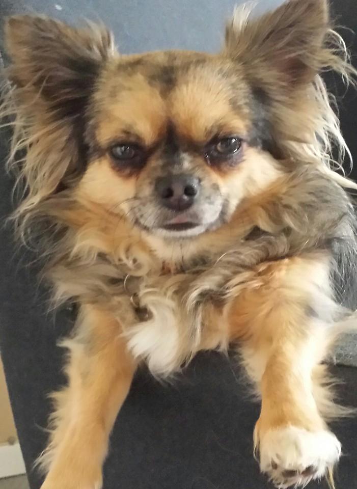 Chihuahua Feifel Mouskewitz - Feifel hænger ud efter en lang dag ved stranden billede 8