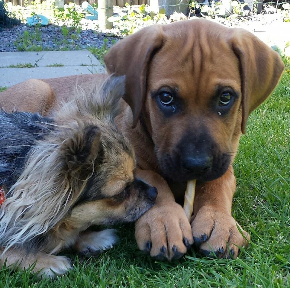 Chihuahua Feifel Mouskewitz - Feifel har accepteret Askgaard og deler sin tyggepind billede 9