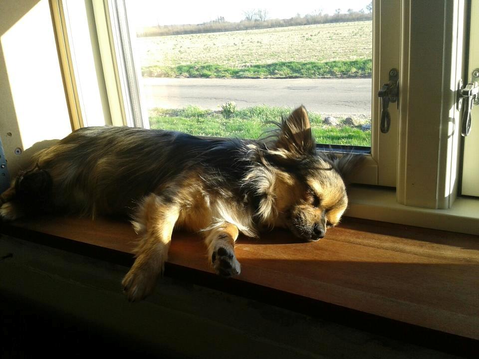 Chihuahua Feifel Mouskewitz - Et stykke med sol billede 4