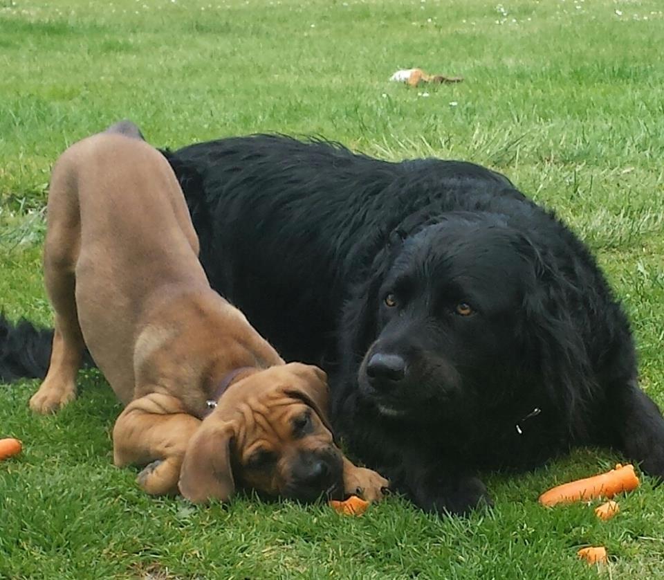 Blanding af racer Askgaards Lillelys - Onkel Samson viser hvordan man gnasker en gulerod billede 8