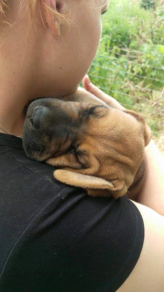 Blanding af racer Askgaards Lillelys - 5 uger billede 3