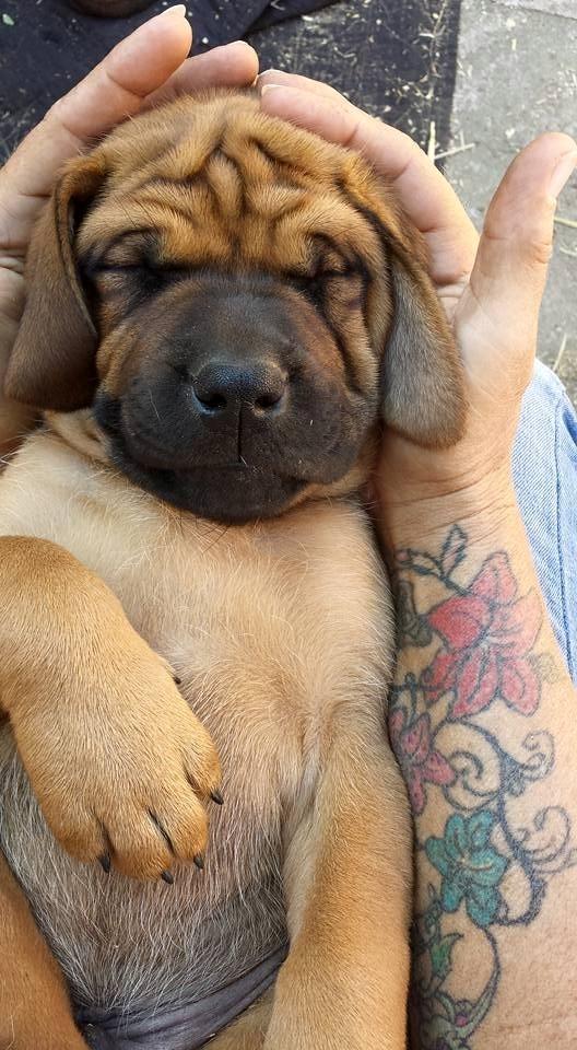 Blanding af racer Askgaards Lillelys - den lille fis smeltede sin nye mormor's hjerte billede 2