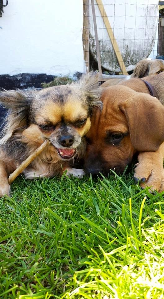 Blanding af racer Askgaards Lillelys billede 6