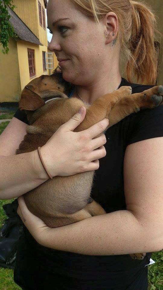 Blanding af racer Askgaards Lillelys billede 4