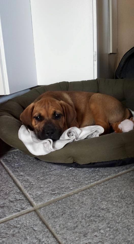 Blanding af racer Askgaards Lillelys billede 7